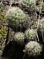 Mammillaria barbata