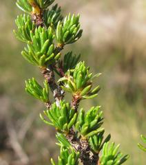 Cliffortia teretifolia