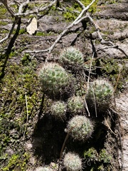 Mammillaria barbata