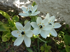 Ornithogalum arabicum