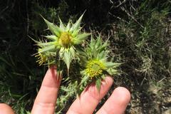 Berkheya onobromoides carlinoides