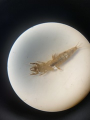 Ichthybotus hudsoni