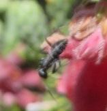 Camponotus niveosetosus