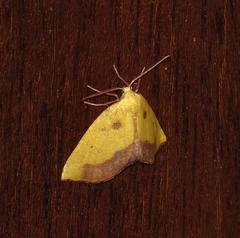 Drepanogynis cambogiaria