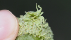 Callirhytis glandulus