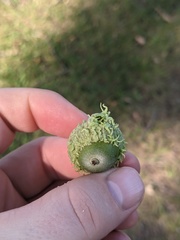 Callirhytis glandulus