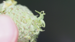 Callirhytis glandulus