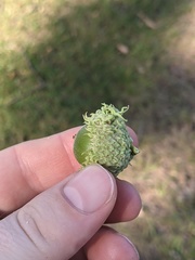 Callirhytis glandulus