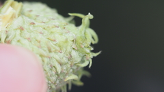 Callirhytis glandulus