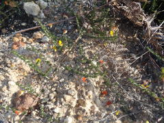 Aspalathus tenuissima