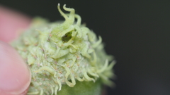 Callirhytis glandulus