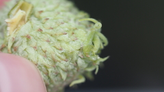 Callirhytis glandulus