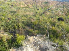 Aspalathus tenuissima