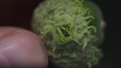 Callirhytis glandulus