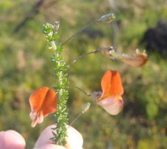 Aspalathus tenuissima