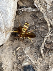 Poecilopompilus interruptus interruptus