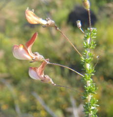 Aspalathus tenuissima