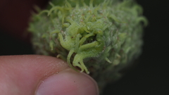 Callirhytis glandulus