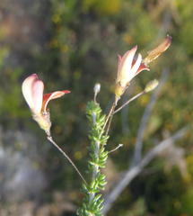 Aspalathus tenuissima