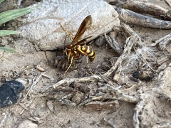 Poecilopompilus interruptus interruptus