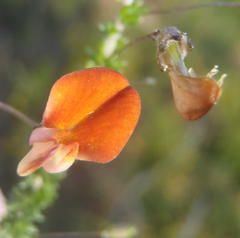 Aspalathus tenuissima