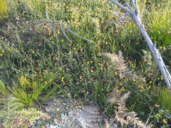 Aspalathus tenuissima