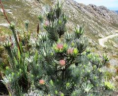 Leucadendron album