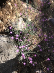 Saltugilia splendens