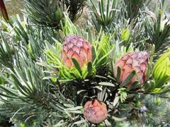 Leucadendron album