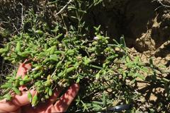 Drosanthemum crassum