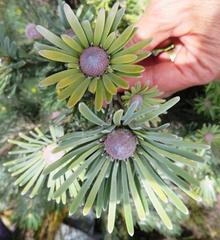 Leucadendron album