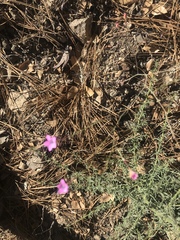 Saltugilia splendens