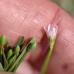 Epilobium glaberrimum glaberrimum