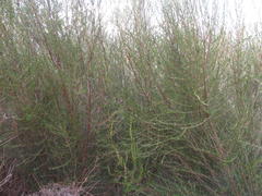 Cliffortia erectisepala