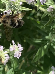 Bombus griseocollis