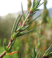 Cliffortia erectisepala