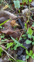 Morchella punctipes
