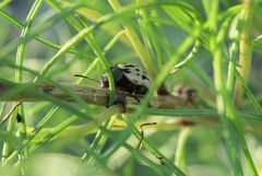 Leptinotarsa lineolata