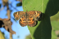 Phyciodes phaon phaon