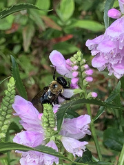 Xylocopa virginica