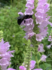 Xylocopa virginica