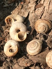 Oreohelix strigosa depressa