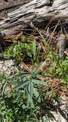 Epilobium glaberrimum glaberrimum