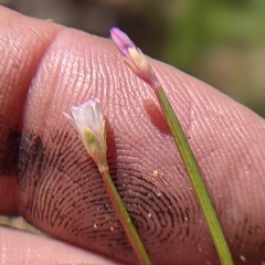 Epilobium glaberrimum glaberrimum