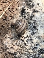 Oreohelix strigosa depressa