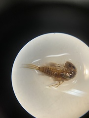 Ameletopsis perscitus