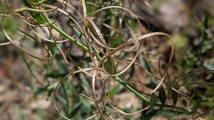 Epilobium glaberrimum glaberrimum