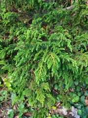 Juniperus brevifolia