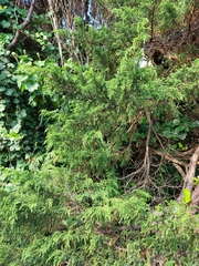Juniperus brevifolia