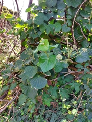 Hedera azorica